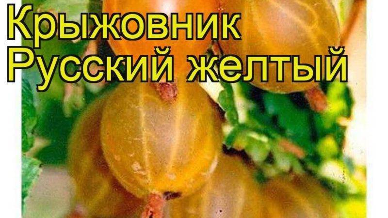 Сорт крыжовника русский желтый