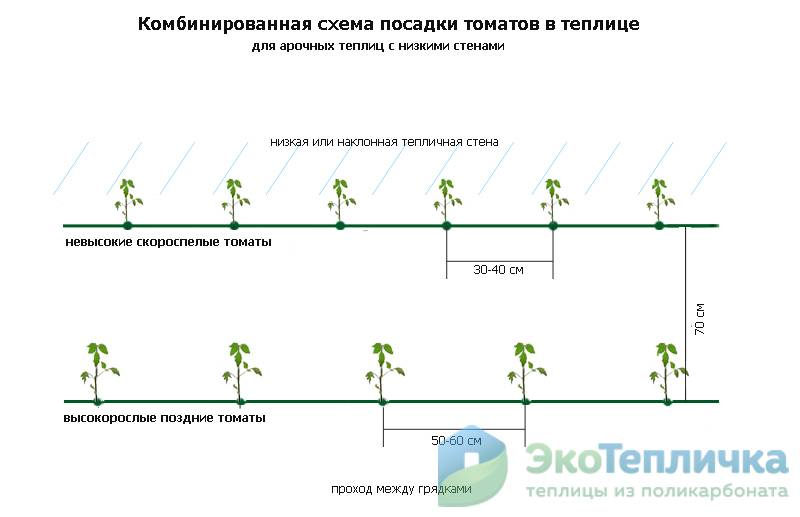 Схема посадки томатов в теплице 3х8