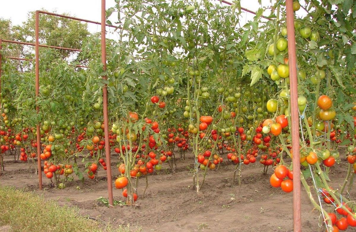 Как правильно подвязывать помидоры в теплице из поликарбоната?