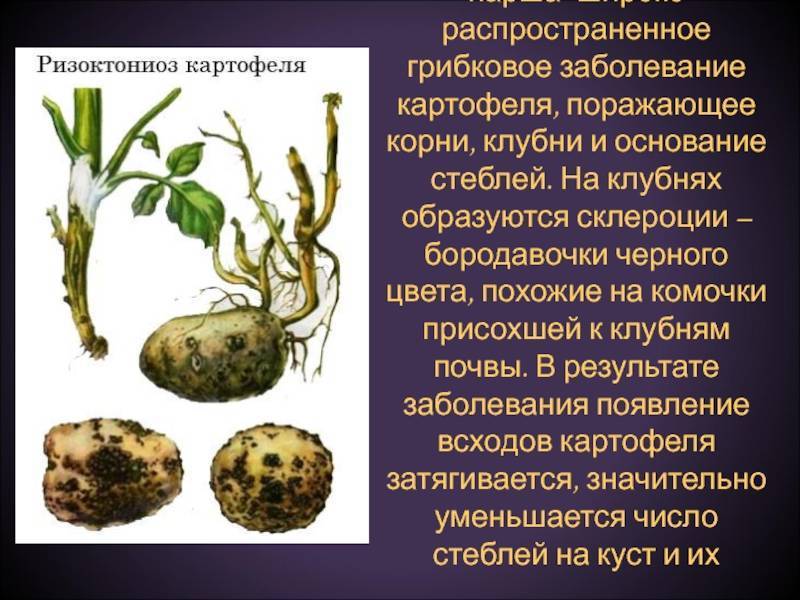 Парша на картофеле: как лечить землю и сами клубни, как бороться с коростой