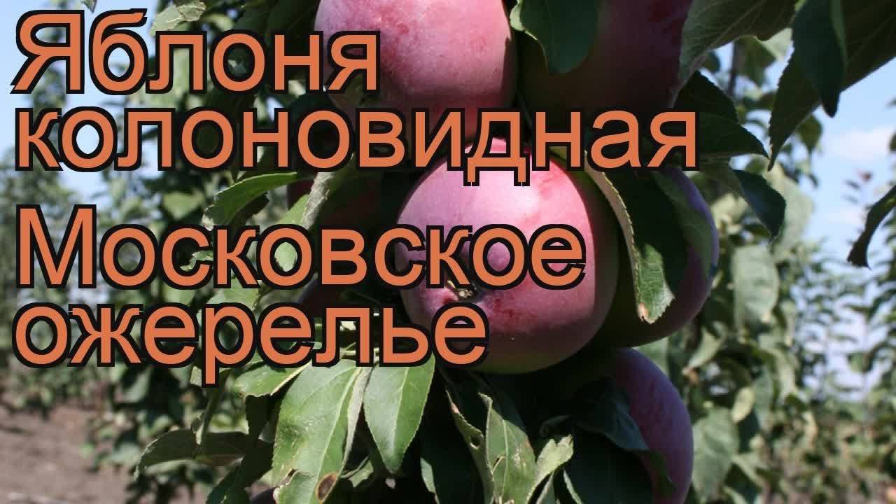 Колоновидная яблоня «московское ожерелье»: описание сорта, фото, видео + отзывы