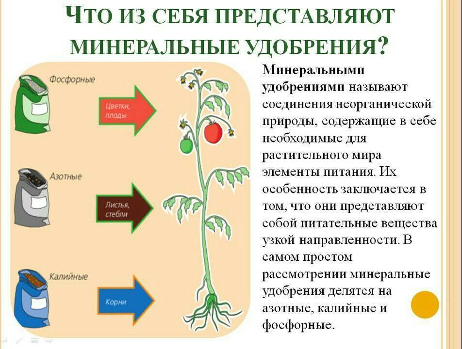 ✅ минеральные удобрения: что это, состав, виды, характеристики, дозировки, как правильно вносить