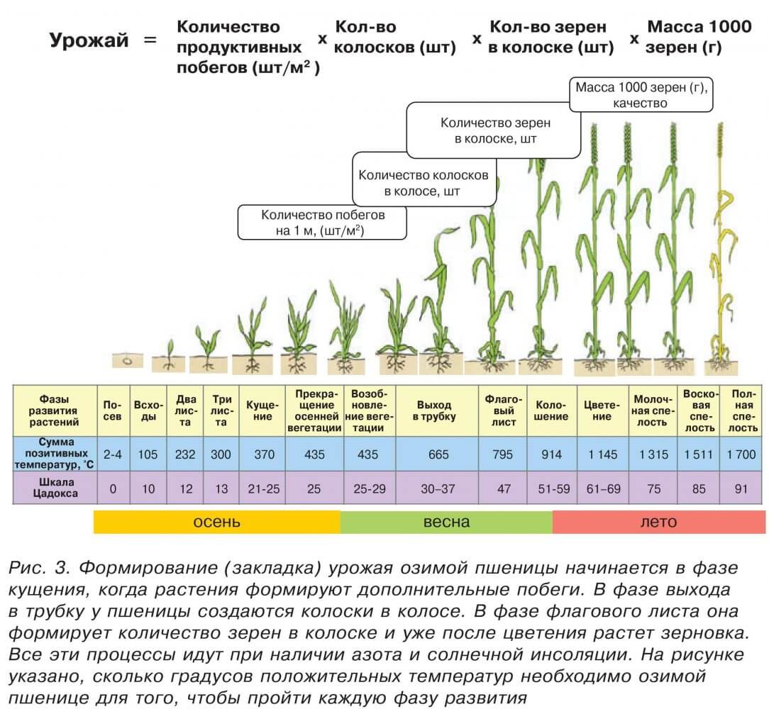 Как и где растет чечевица, описание сортов и технология выращивания