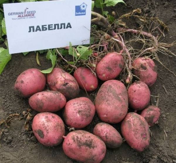 Сорт картофеля лабелла: описание и фото, основные характеристики картошки, правила выращивания и ухода