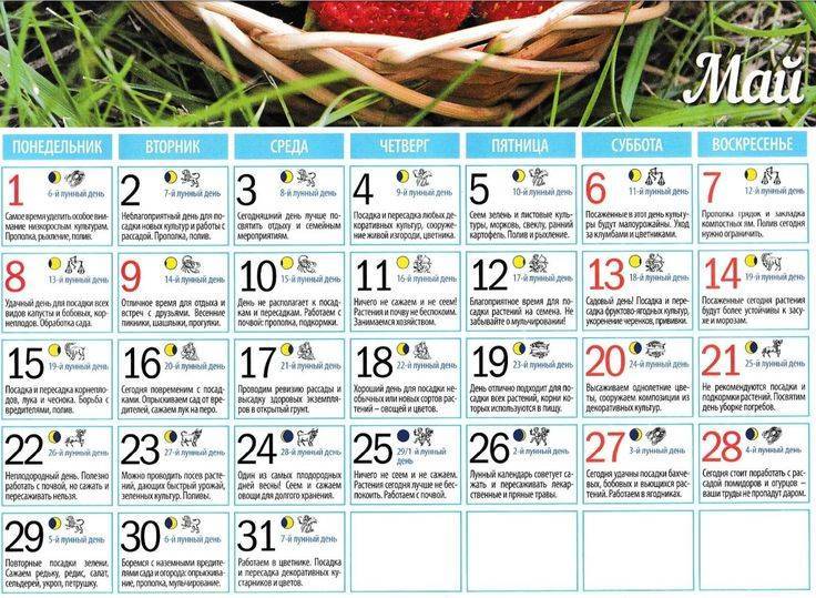 Лунный календарь для моркови: благоприятные дни для посадки культуры и ухода за ней в 2023 году