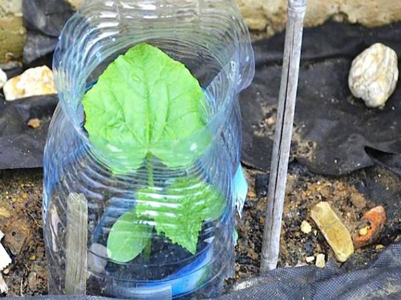 Выращиваем огурцы на балконе в пластиковых бутылках своими руками