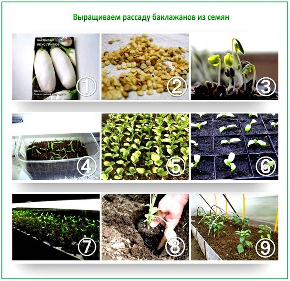 Посадка рассады баклажанов: сроки и способы посева семян, выращивание в домашних условиях - почва.нет