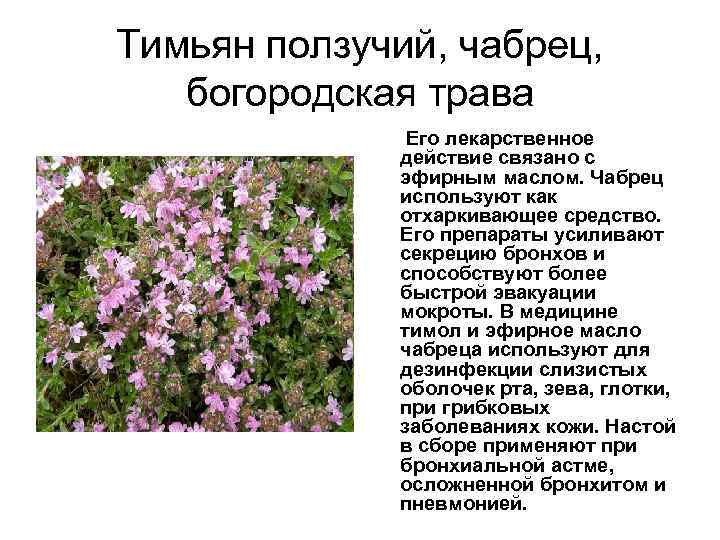 Чабрец – лечебные свойства и противопоказания
