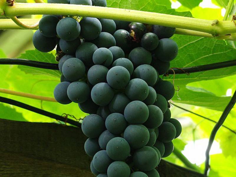 Виноград "агат донской" ("витязь"): подробное описание красивого, сильнорослого сорта с фото