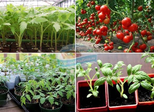 Технологии выращивания томатов в открытом грунте: голландский способ, метод терехиных и другие