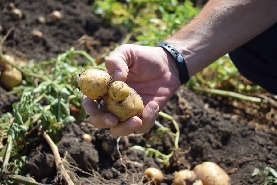 Какие способы применить для повышения урожая картофеля с 1 га