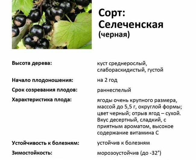 Смородина черная селеченская 2: описание сорта, фото, отзывы