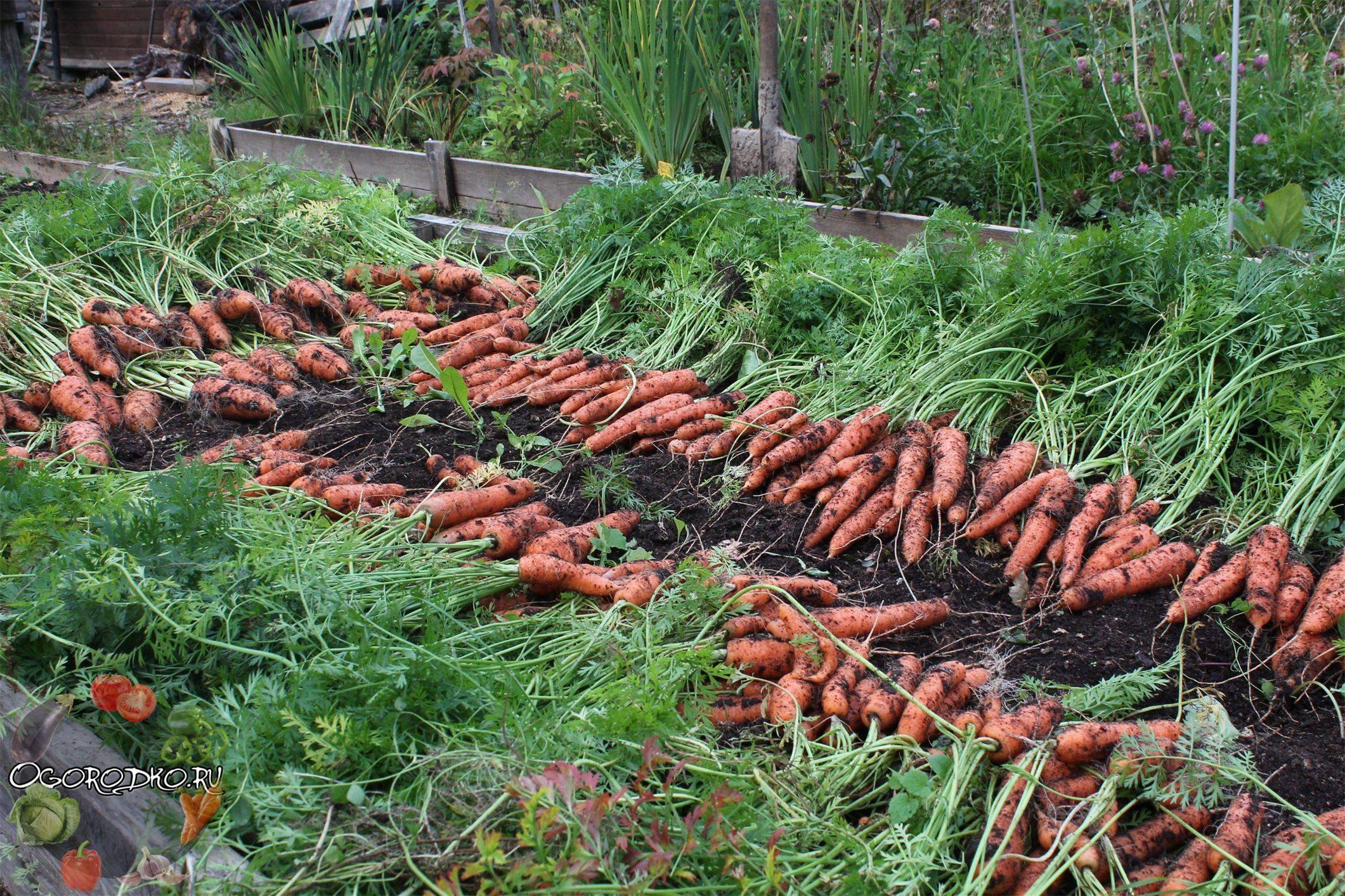 Когда убирать морковь: сроки созревания, уборка, подготовка к хранению