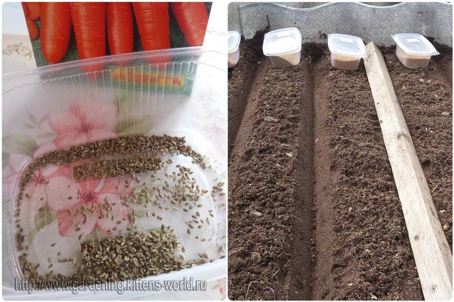 Как собрать свои семена помидоров, огурцов, моркови, гороха, пряных трав и других овощных культур?