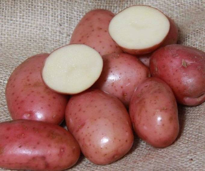 Сорт картофеля ред леди: характеристика, способ выращивания и уход