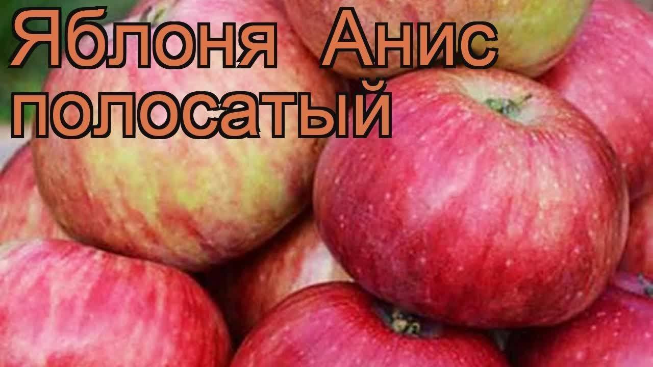 Яблоня «анис алый» («анис красный») – описание сорта, фото, отзывы