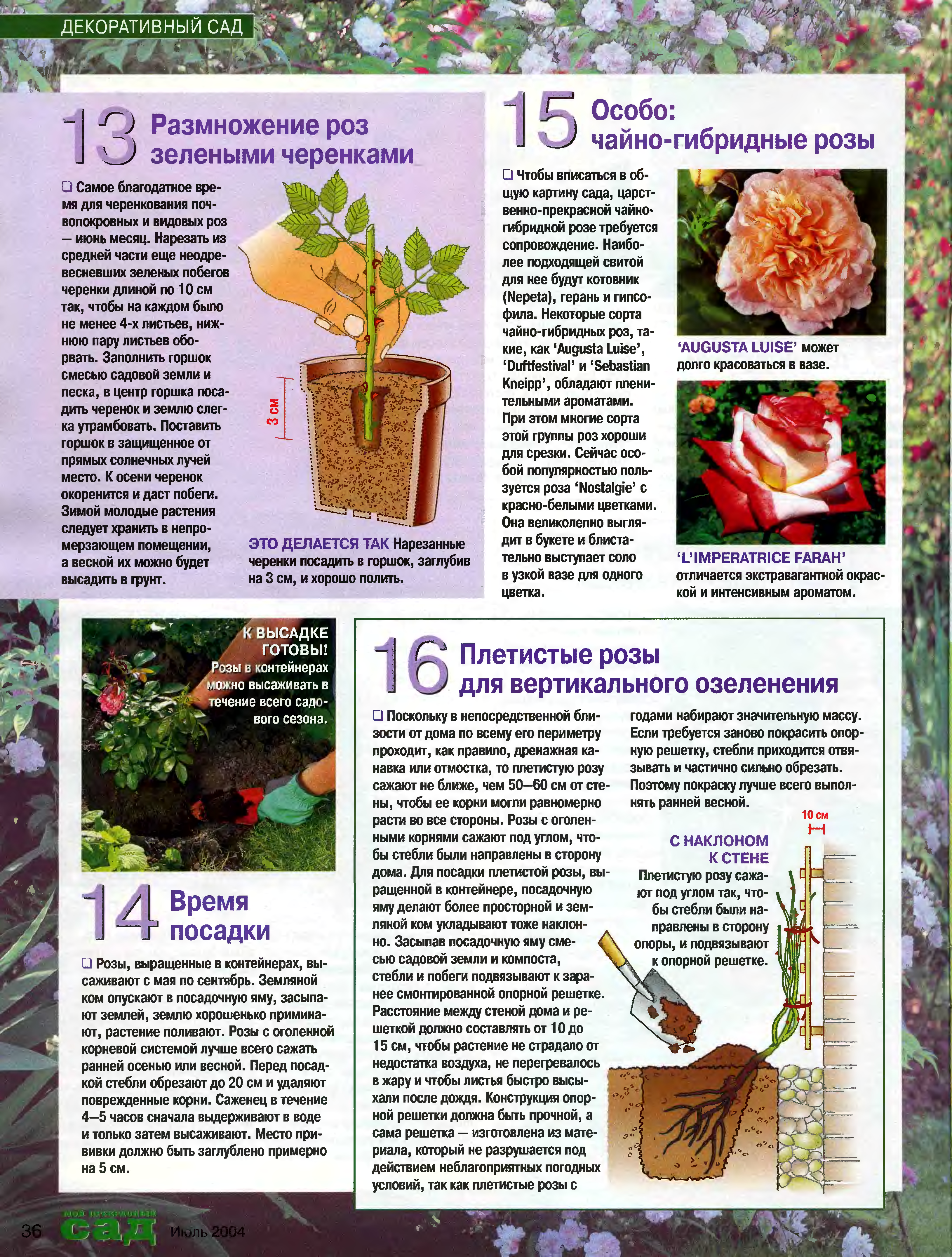 Роза сантана: фото и описание, посадка, уход, отзывы