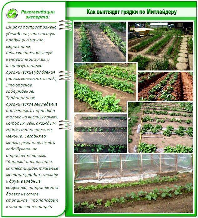 Выращивание картофеля по митлайдеру: правила посадки и ухода, ошибки метода, видео