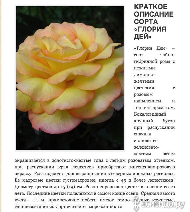 Описание и характеристики розы сорта Глория Дей, правила посадки и ухода