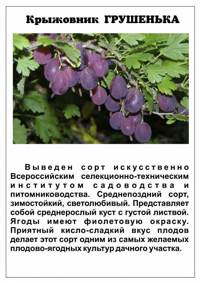 Сорта крыжовника без шипов для подмосковья: разновидности ягод в московской области
