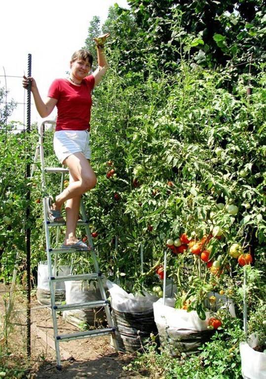 Выращивание томатов ? в ведрах: в теплице, открытом грунте, посадка, как высадить рассаду, как выращивать на улице, как сажать, можно ли | qlumba.com