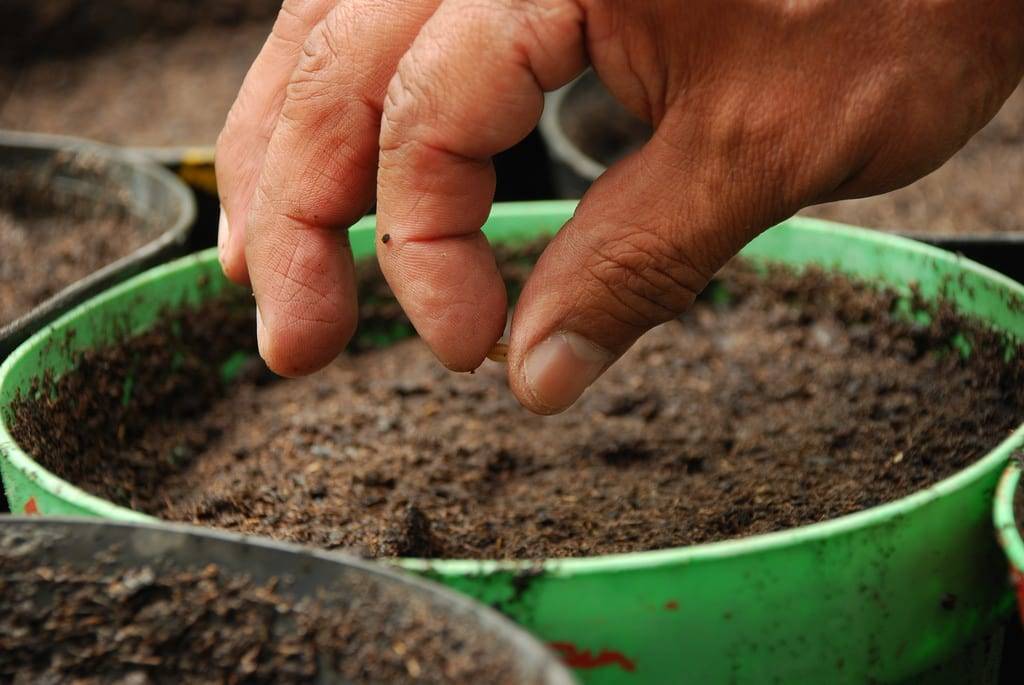 Как сажать семена кинзы в открытый грунт на огороде и даче, чтоб зелень быстрее взошла, как правильно вырастить в теплице и схема посадки кориандра посевного и уход