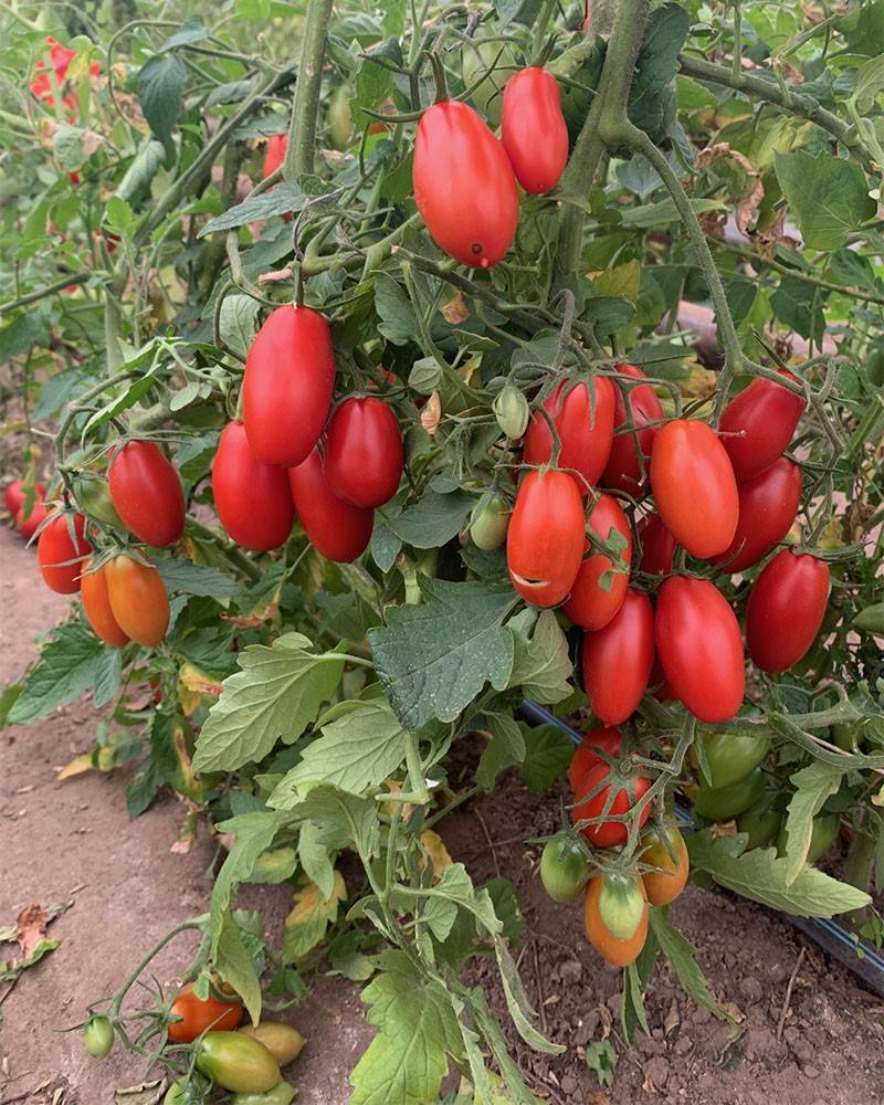 ✅ томат французский гроздевой описание сорта фото отзывы - питомник46.рф