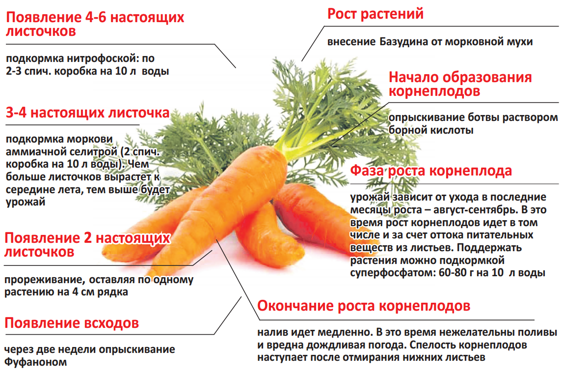 Как и чем подкормить морковь в июле, чтобы была крупной и лучше росла