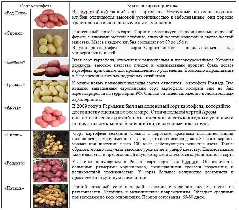 Описание лучших сортов картофеля отечественной и иностранной селекции