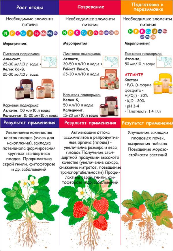 Схема подкормки клубники в открытом грунте