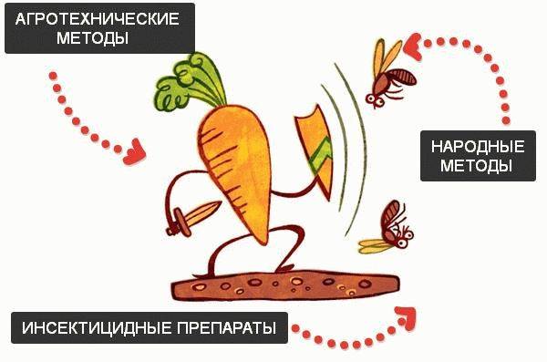Чем обработать морковь, чтобы защитить от морковной мухи и уничтожить ее личинок