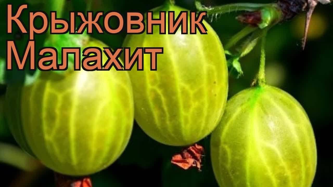 Крыжовник малахит описание сорта фото