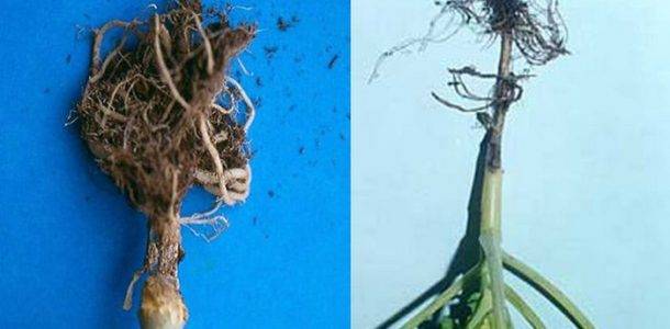 Болезни рассады капусты: описание с фотографиями и способы лечения