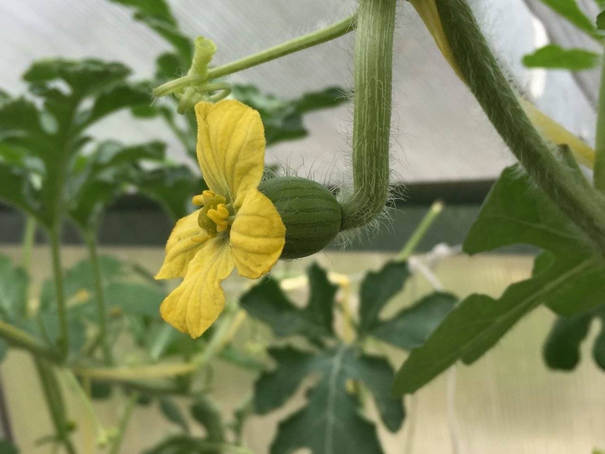 Выращивание дыни в открытом грунте: сорта, посадка, уход, сбор урожая