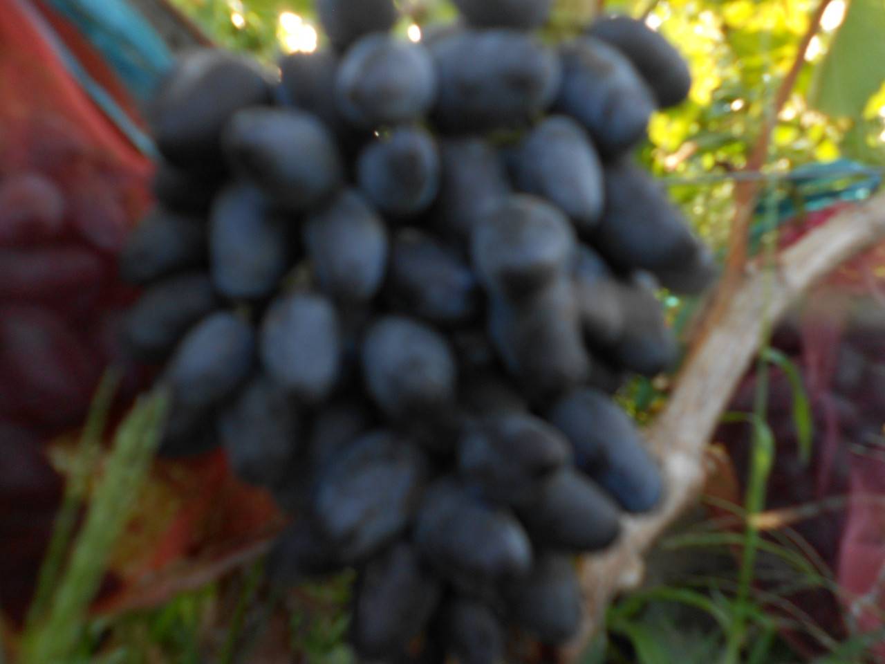 Сорт винограда памяти негруля: фото, отзывы, описание, характеристики.
