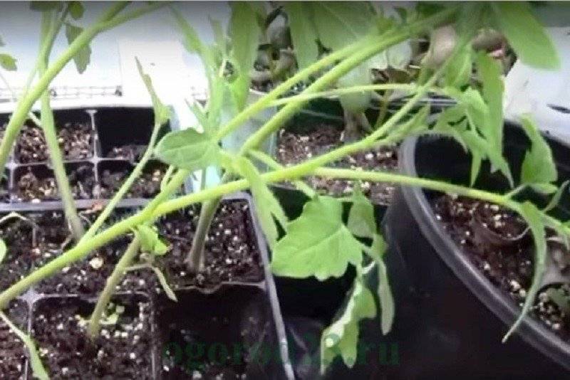 Почему вянет рассада помидор на подоконнике и скручиваются листья
