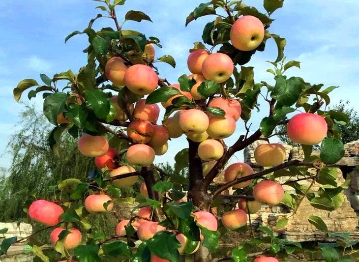 Лучшие карликовые сорта яблони, в том числе для различных регионов, с описанием, характеристикой и отзывами, особенности их выращивания