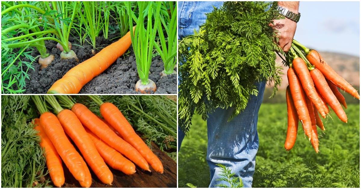 Правила посева моркови для отличного урожая