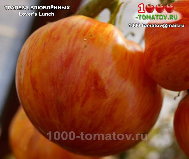 ᐉ томат "монастырская трапеза": описание и особенности сорта - orensad198.ru