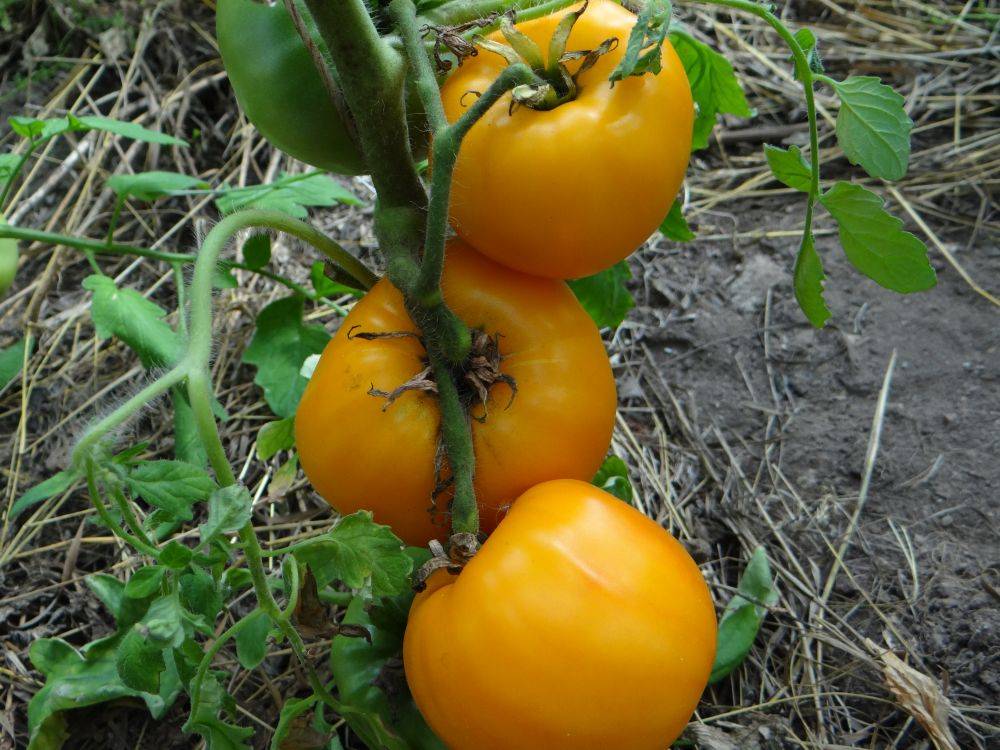 Описание томата с гигантскими плодами золотой бык и урожайность сорта