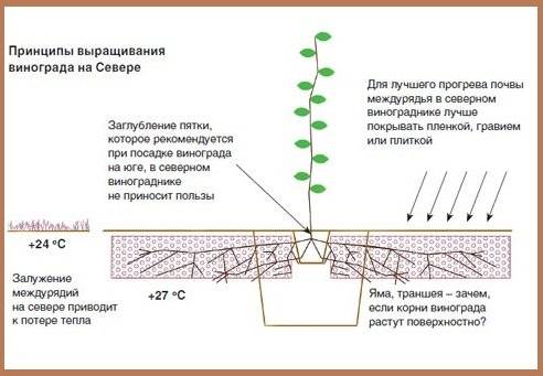 Виноград велика — сорт с большими ягодами
