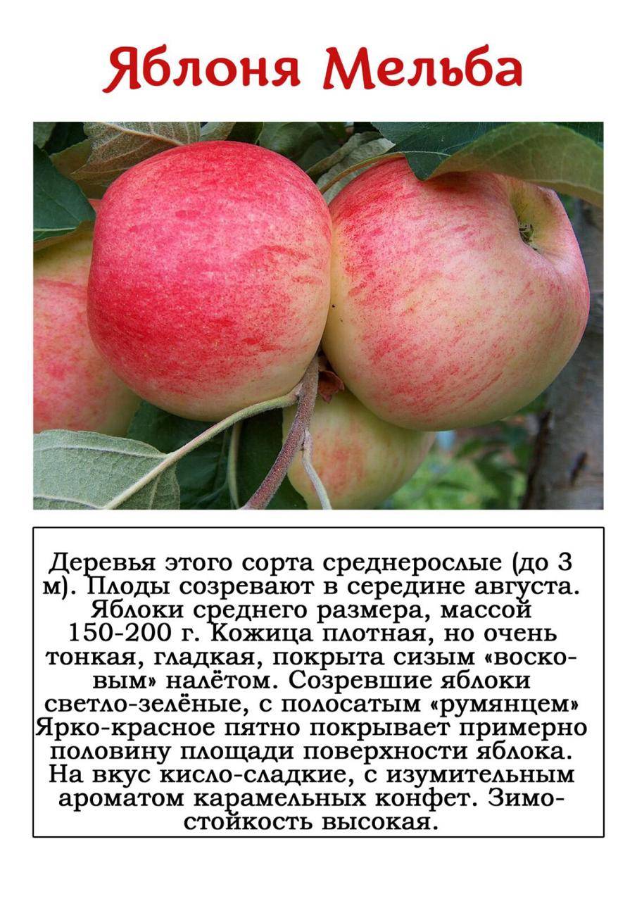 Сорт яблони красное раннее – описание, фото