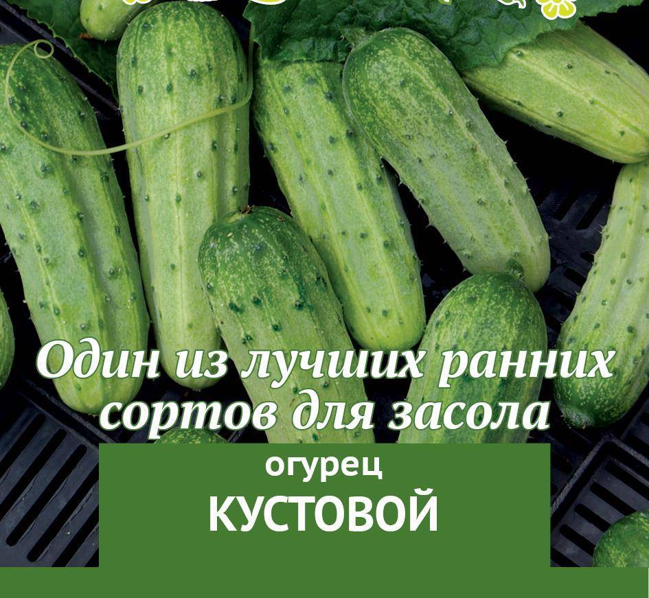 Огурец конкурент: описание, отзывы, фото, посадка и уход