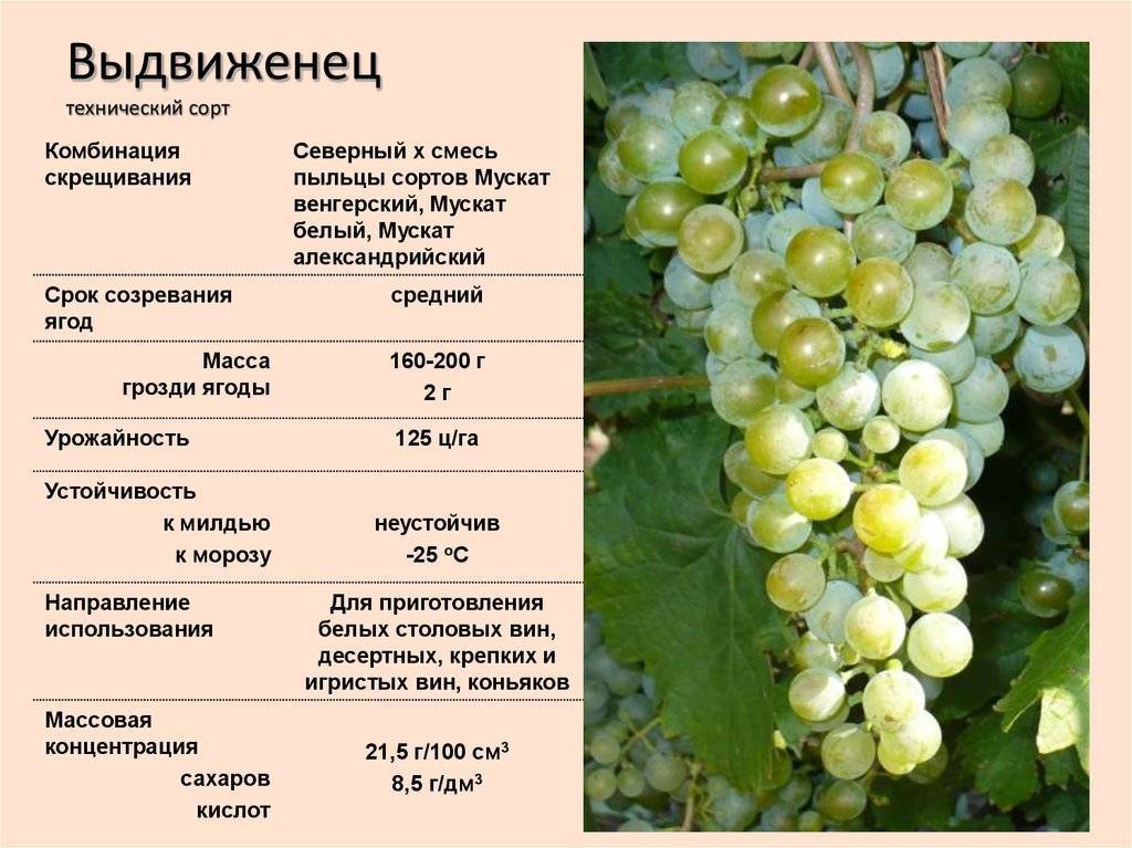 Виноград бианка: традиционный винный сорт