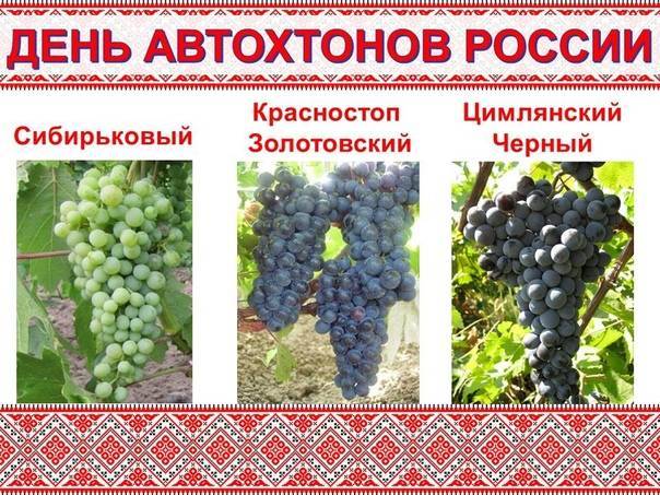 Описание сорта и особенности выращивания винограда «шоколадный»