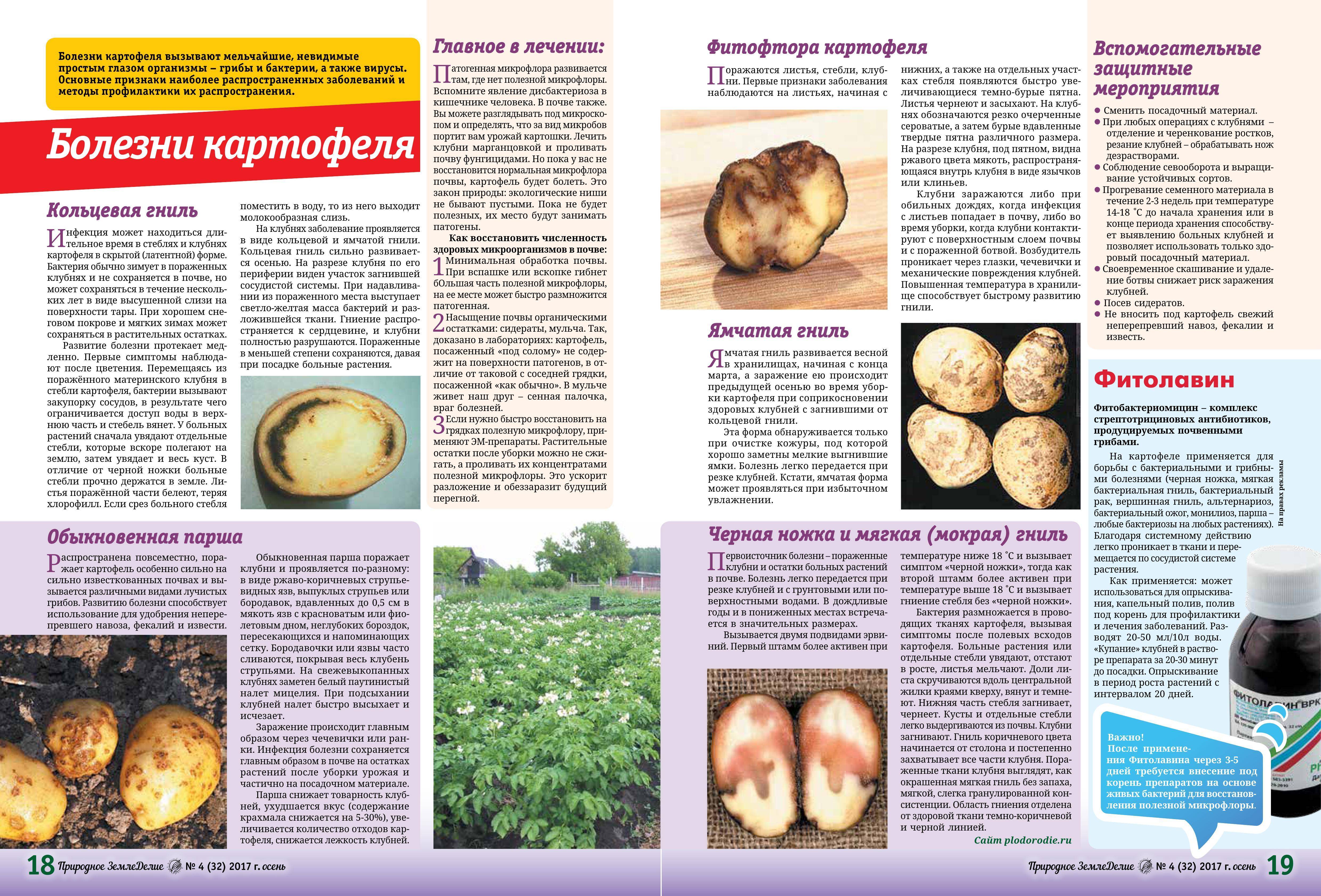 Вредители и болезни клубней картофеля: фото, описание и лечение