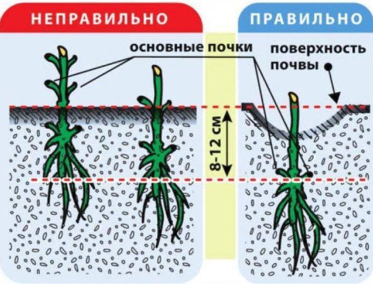 Клематисы на урале: посадка, уход, размножение