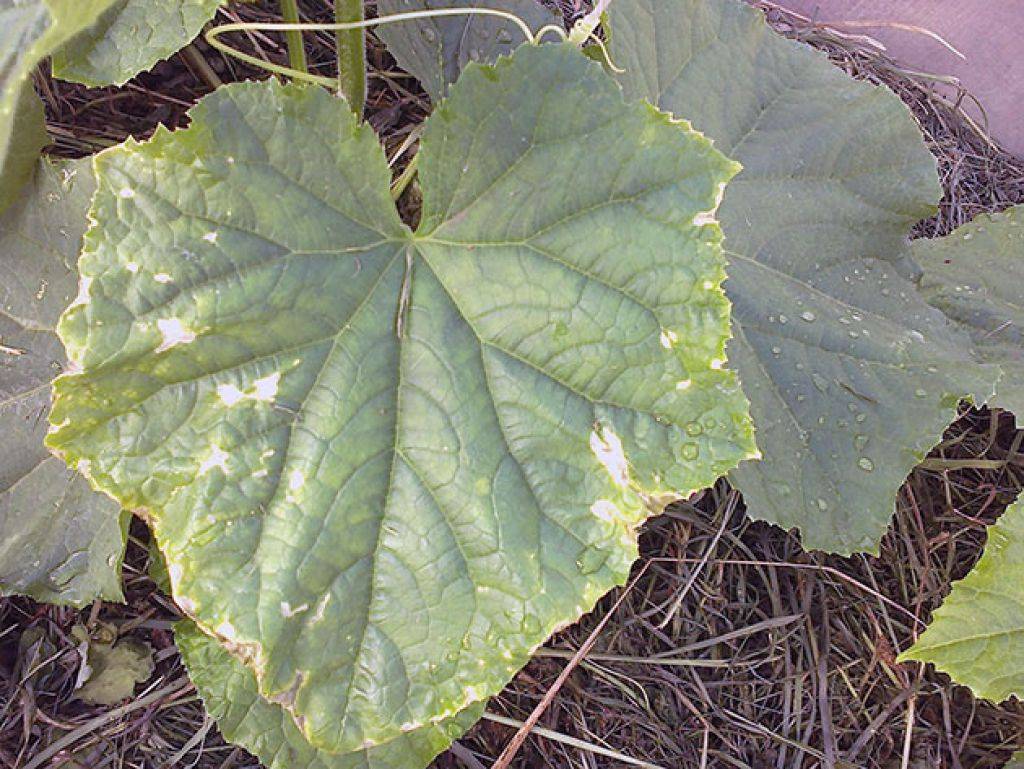 Причины, по которым желтеют листья кабачков и способы борьбы с болезнями