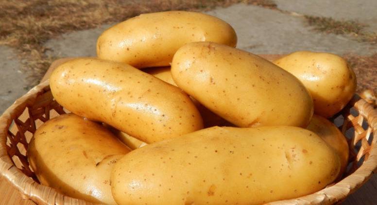 Сорт картофеля «королева анна»: особенности, посадка и уход: характеристики, свойства, методы
