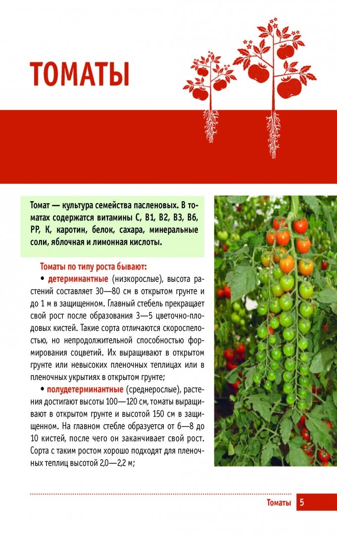 Томат подснежник: характеристика и описание сорта, отзывы тех кто сажал помидоры в открытом грунте об их урожайности, фото семян